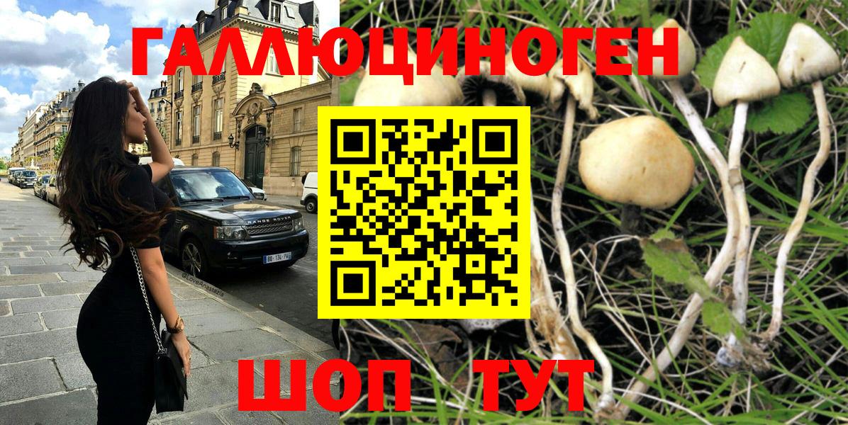 Галлюциногенные грибы Psilocybe Тейково